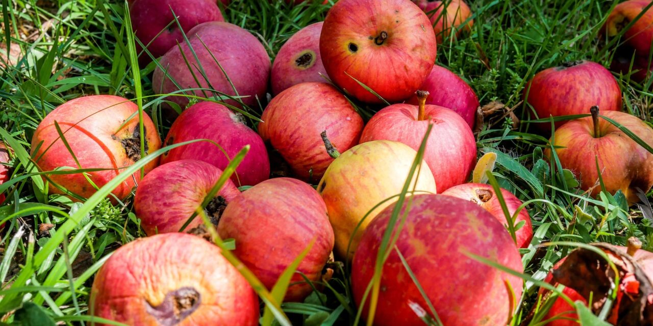 The shame of food waste in Africa