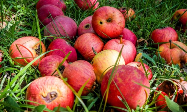 The shame of food waste in Africa